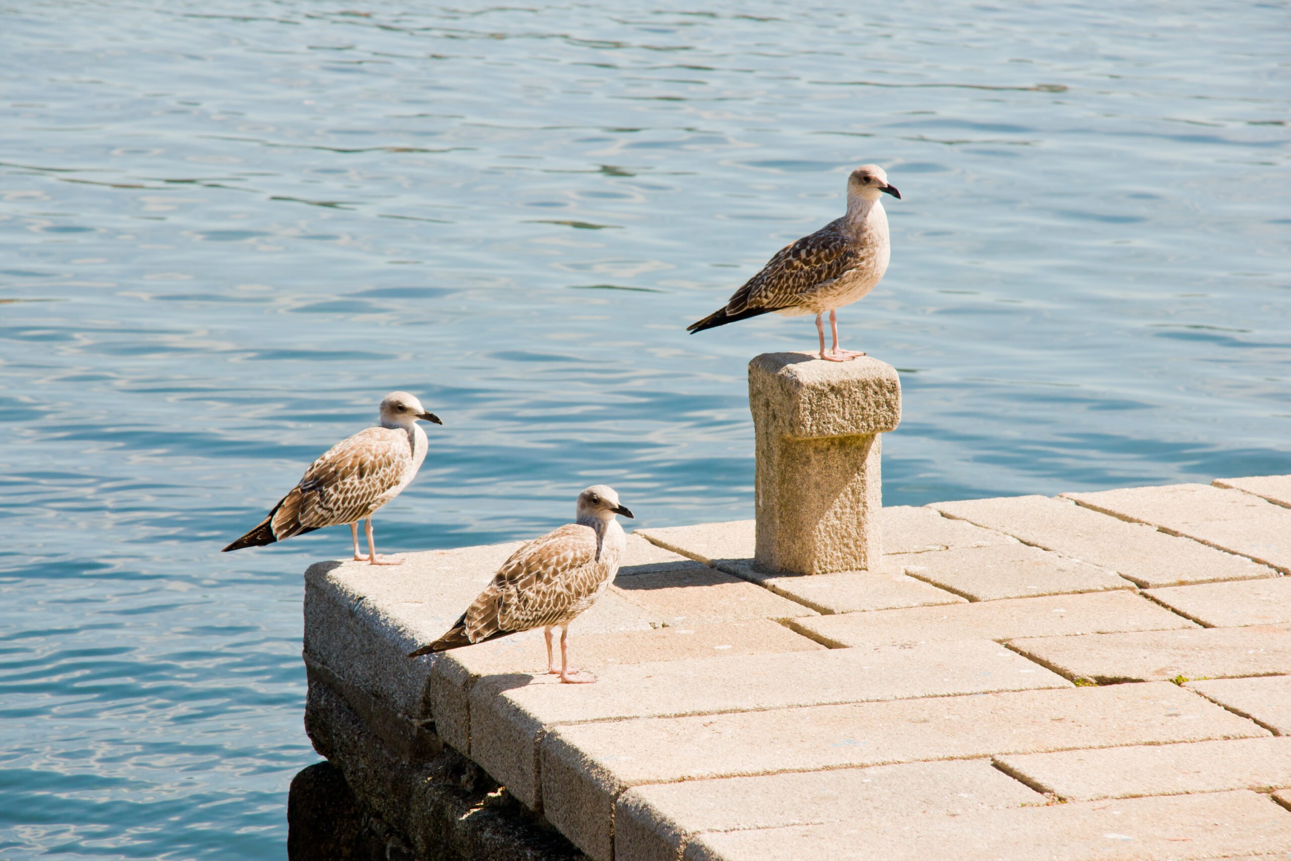 Three cute seagulls perched on a pier